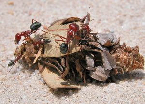 紫彩虹臭蟻Iridomyrmex purpureus- 世界最大型虹蟻- 螞蟻軍團ANTS SQUAD